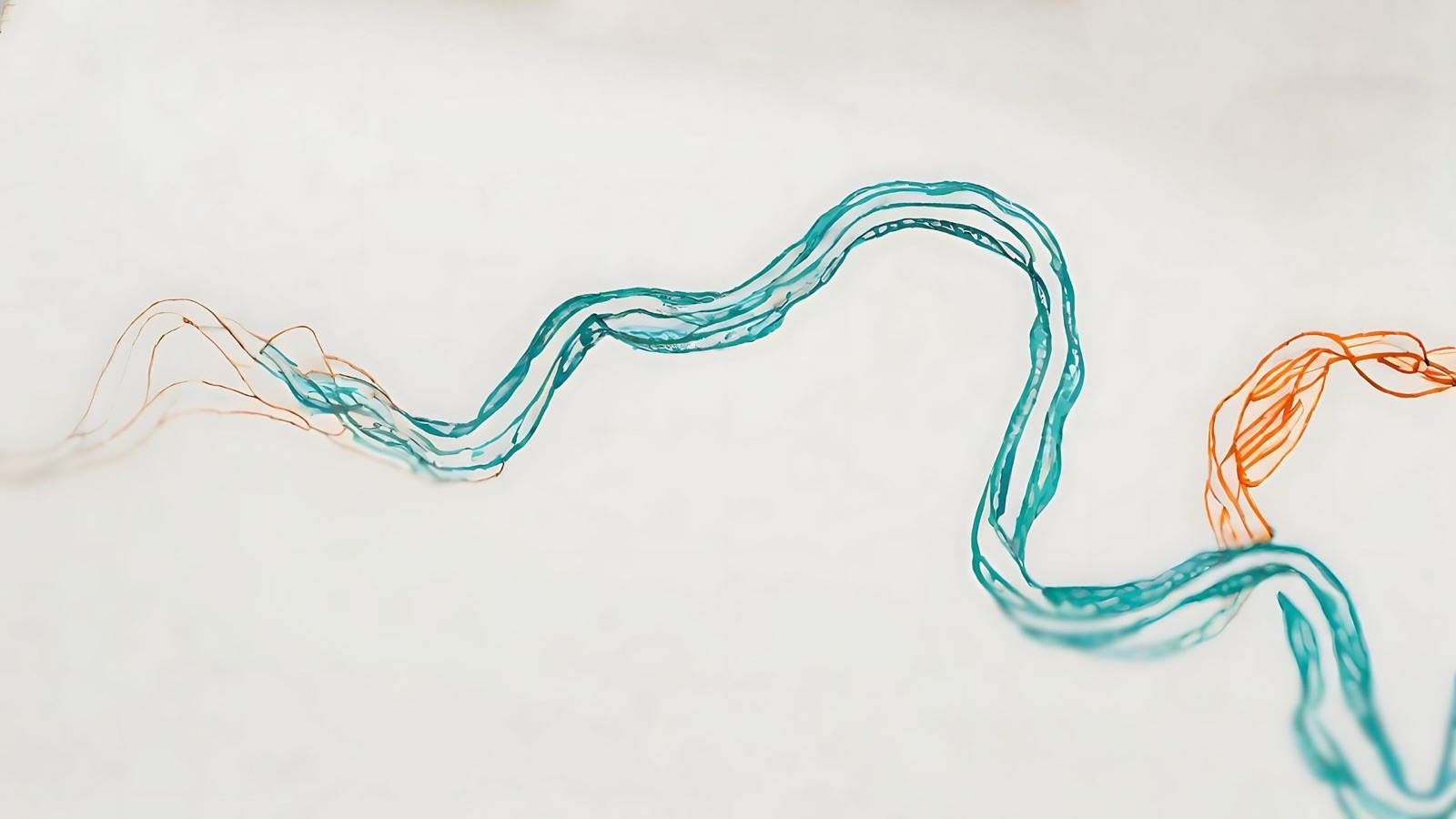 A flowing line drawn in teal and orange across a page